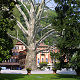 The garden of Hotel Villa d'Este