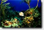 Banded Butterflyfish