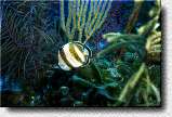 Banded Butterflyfish