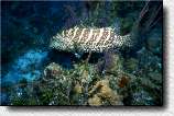 Tiger Grouper