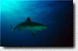 Gray Reef Shark