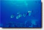 Atlantic Spadefish
