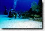 Diver filming Spiny Lobster