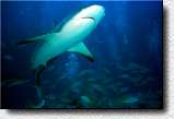 Gray Reef Shark