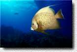 Gray Angelfish