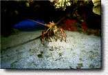 Spiny Lobster