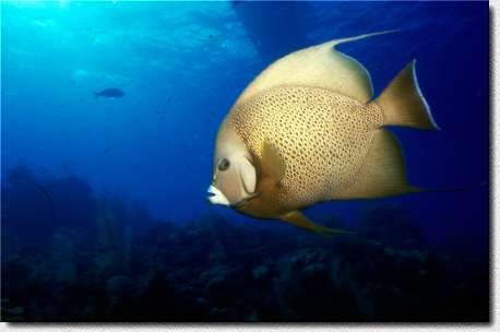 Grauer Kaiserfisch